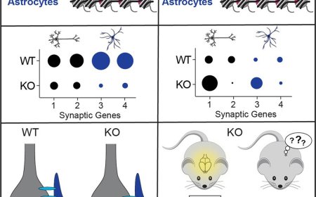 Age- and cell-type-specific effects of histone variant H2BE in the brain