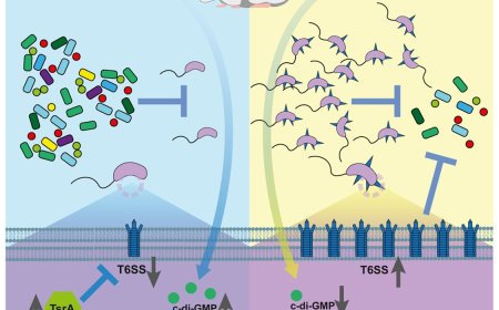 Diet modulates Vibrio cholerae colonization