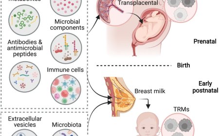 Maternal diet shapes the development and identity of tissue-resident macrophages