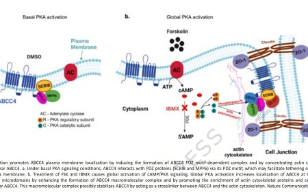 Protein Kinase A and assembly of an ABCC4 protein network