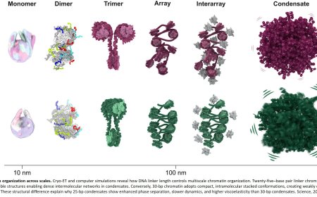 First detailed look inside droplet-like structures of compacted DNA