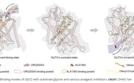 Non-opioid analgesic binding sites on glycine transporter 2
