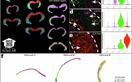 Hidden cellular layers in the brain’s memory center
