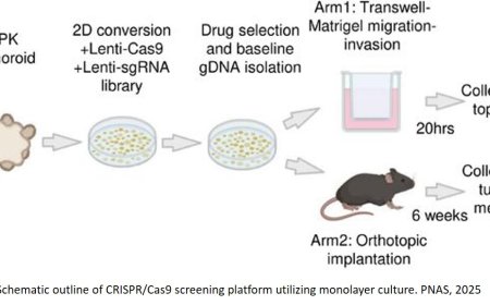Identifying suppressors of colorectal cancer metastasis