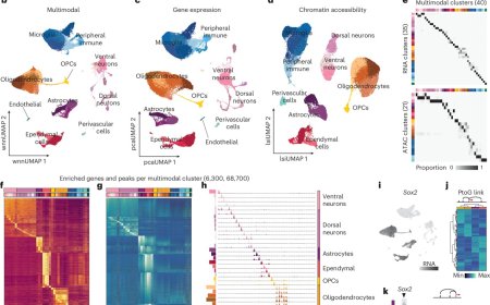 The regulatory code of injury-responsive enhancers enables precision cell-state targeting in the CNS