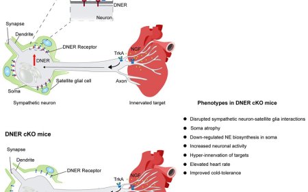 Retrograde control of sympathetic neuron-satellite glia interactions by target-derived NGF signaling
