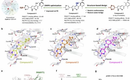 AI-empowered dual-action PROTAC targeting PKMYT1