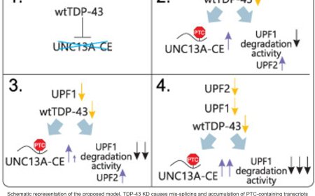 TDP-43 dysfunction compromises UPF1-dependent mRNA metabolism in ALS