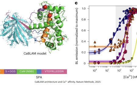 CaBLAM: a high-contrast bioluminescent Ca2+ indicator derived from an engineered Oplophorus gracilirostris luciferase
