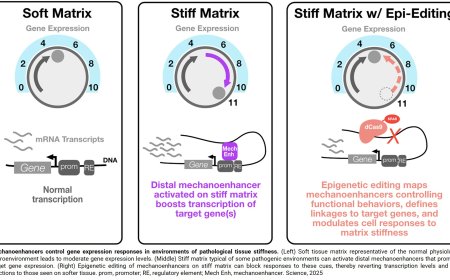 Cellular mechano-sensation linked to gene enhancers!