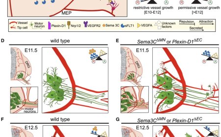 Neurovascular dynamics in the spinal cord from development to pathophysiology