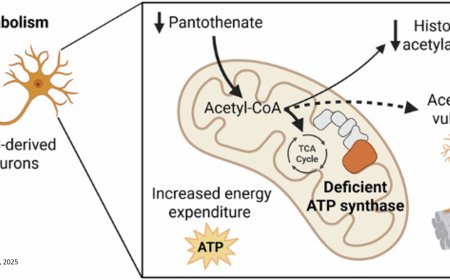 Metabolic costs and trade-offs of hypermetabolism in humanmotor neurons with ATP synthase deficiency