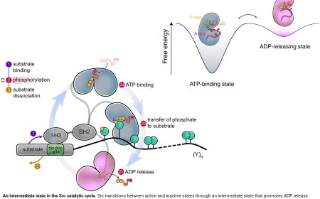 Intermediate Src-kinase state that accounts for vital biological function