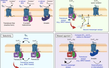 The ABCs of psychedelics: a preclinical roadmap for drug discovery