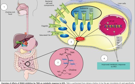 Inhibition of IRAK4 by microbial trimethylamine blunts metabolic inflammation and ameliorates glycemic control
