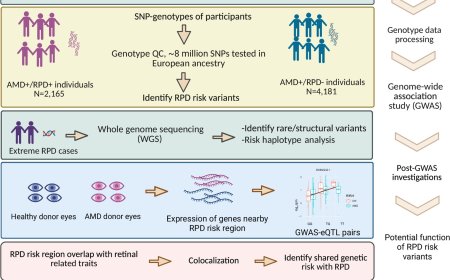 HTRA1/lncRNA HTRA1-AS1 dominates in age- related macular degeneration reticular  pseudodrusen genetic risk with no complement involvement