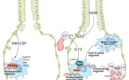 Key lung immune cells can intensify allergic reactions
