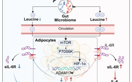 Gut microbiome-adipose crosstalk modulates soluble IL-6 receptor influencing exercise responsiveness in glycemic control and insulin sensitivity