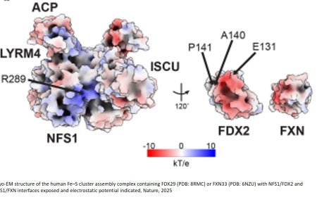 Mutations in mitochondrial ferredoxin FDX2 suppress frataxin deficiency