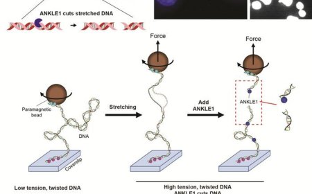 ANKLE1 processes chromatin bridges by cleaving mechanically stressed DNA