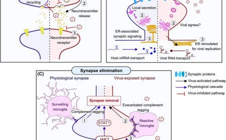 When viral infections rewire neural circuits: towards cognitive virology