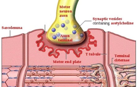 NEURO- MUSCULAR  JUNCTION