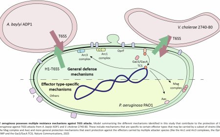How bacteria resist hostile attacks