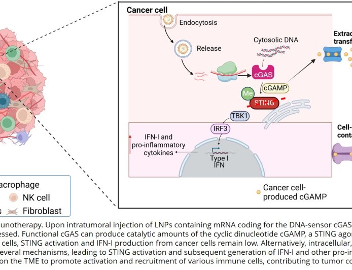Eliminating cancer by harnessing tumor cell signaling