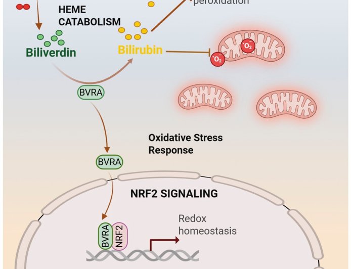 Biliverdin reductase A (BVRA) protects brain from oxidative stress damage