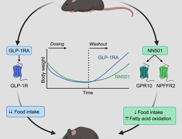 Body weight reduction by analog of prolactin-releasing peptide