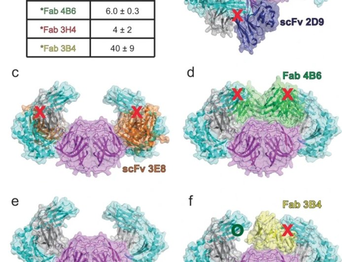  How human astroviruses bind to humans cells?