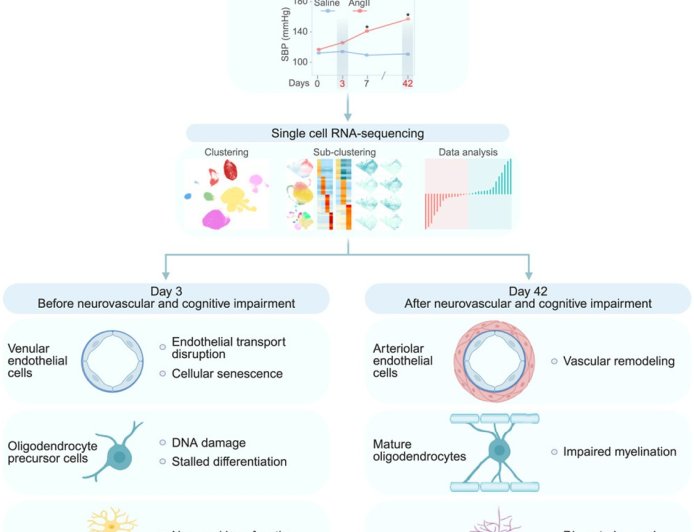 Hypertension affects the brain much earlier than expected