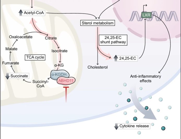 Mitochondrial ABHD11, a drug target in T-cell-mediated inflammation