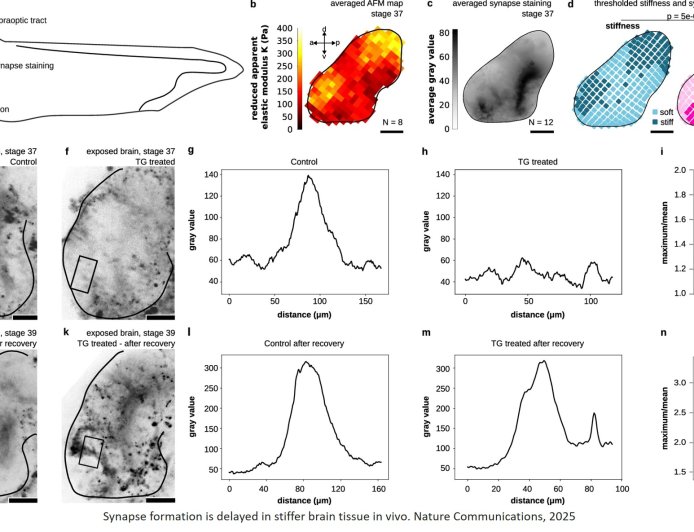 Environmental stiffness regulates neuronal maturation