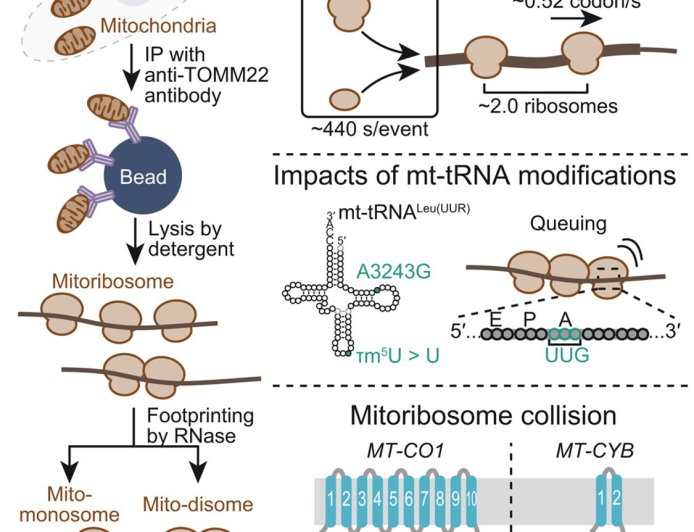 Monitoring the complexity and dynamics of mitochondrial translation