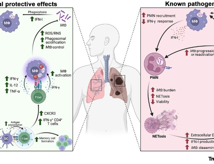 Type I interferons in tuberculosis pathogenesis and prevention