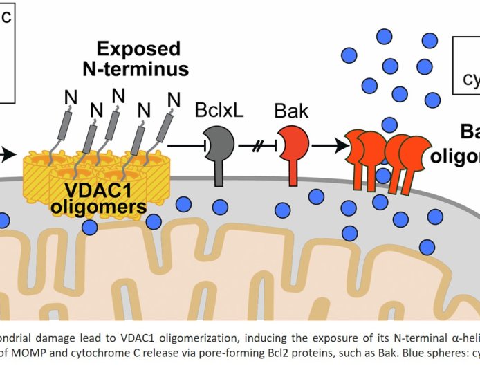 Structural basis of apoptosis induction