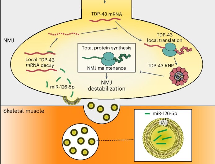 ALS treatment using RNA-based gene therapy