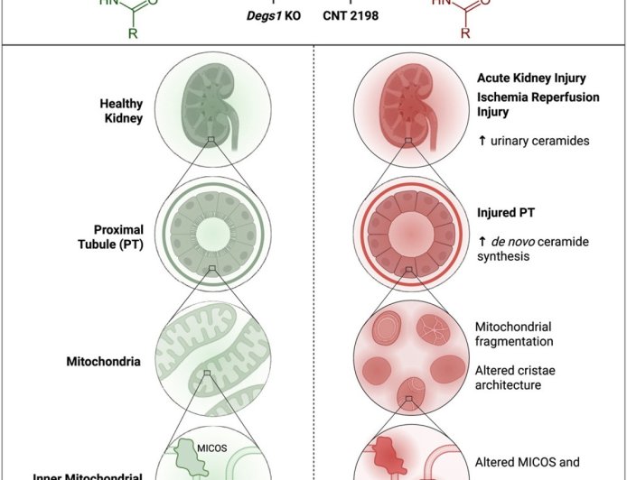 Remodeling of the ceramide backbone prevents kidney injury