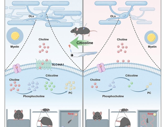 SLC44A1 deficiency impedes myelin development in the central nervous system