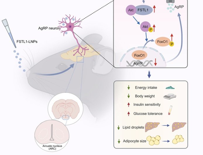 Reversal of diet-induced obesity by central insulin sensitizer FSTL1