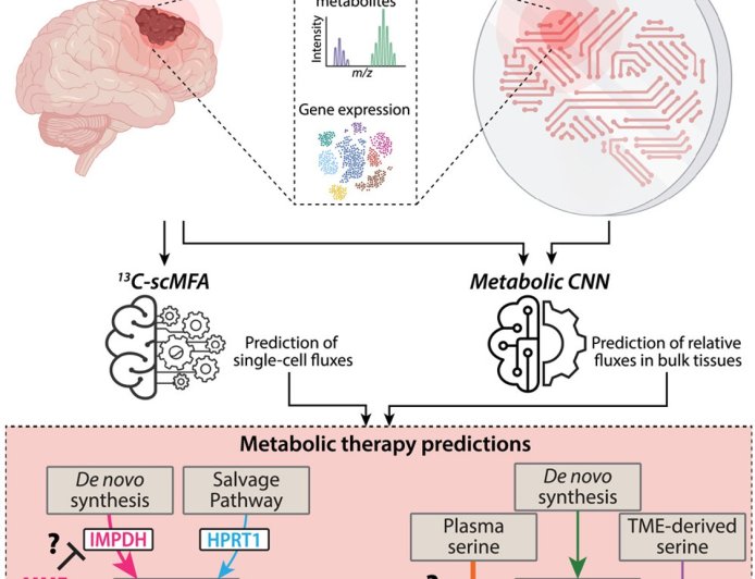 Digital twins for in vivo metabolic flux estimations in patients with brain cancer