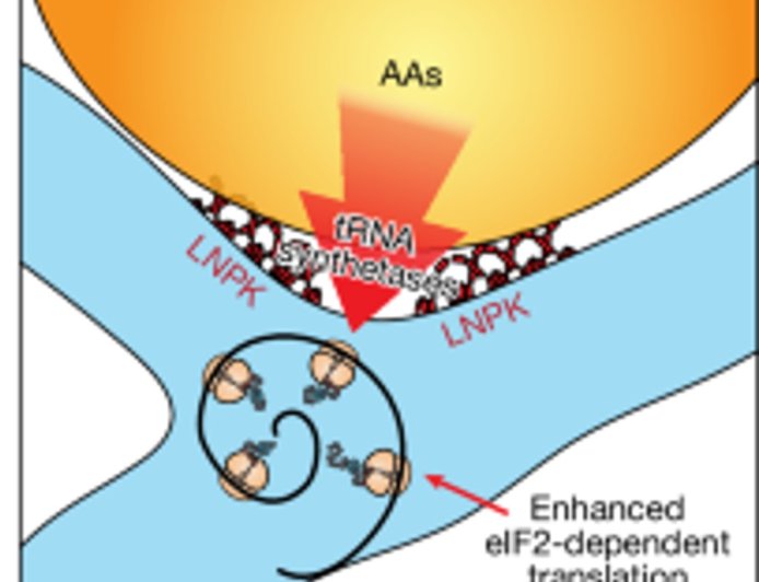 How cells orchestrate protein production