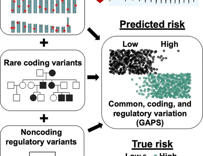 Maternal diabetes programs sexually dimorphic early-onset cardiovascular dysfunction in metabolically healthy offspring