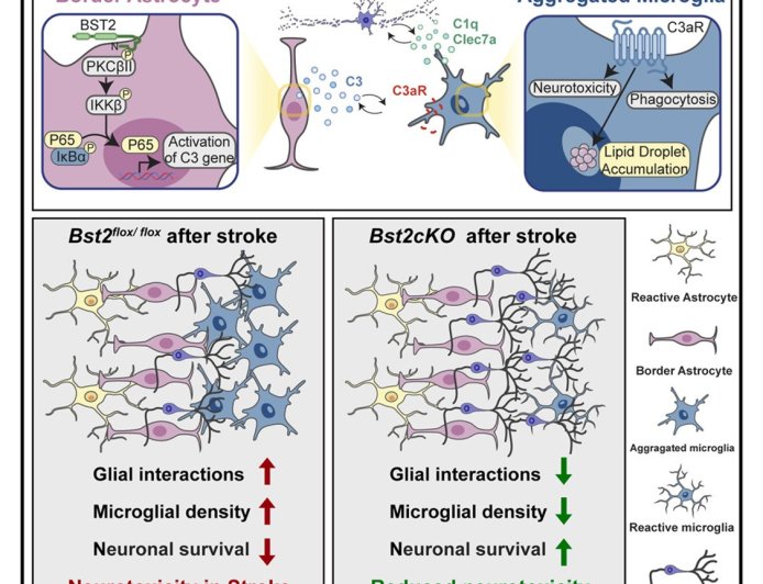 Astrocyte-microglia crosstalk in stroke!