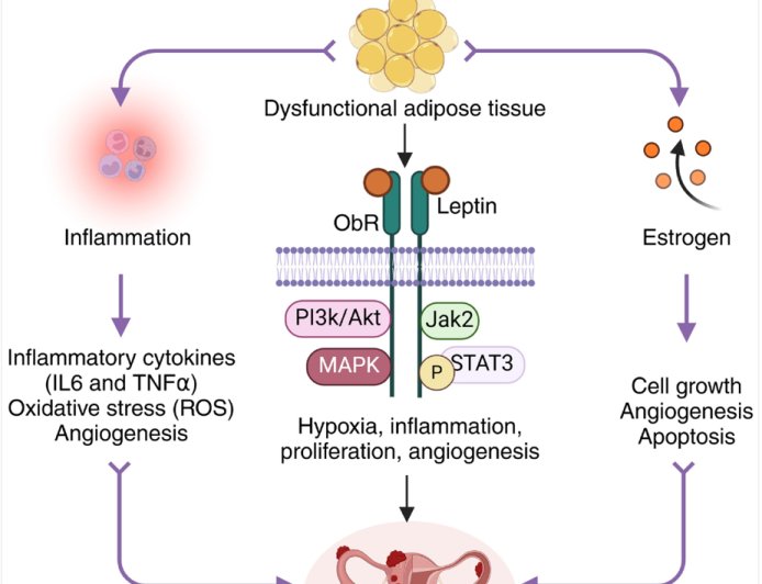 The interplay between endometriosis and obesity