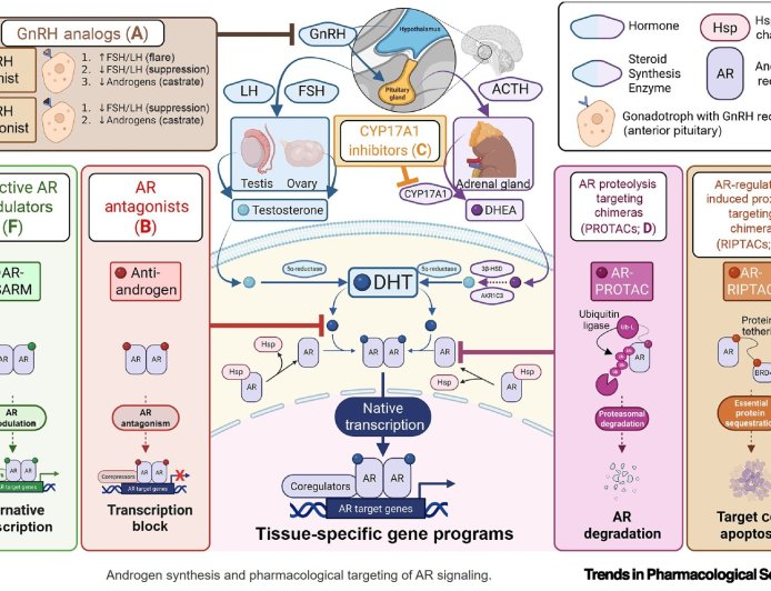 Androgen receptor signaling is a target for cancer immunotherapy