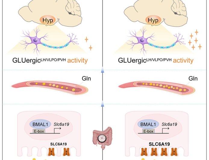Intestinal clock shapes sleep-wake cycle via sustaining glutamine homeostasis