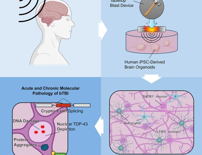 Tabletop blast device to study traumatic brain injury