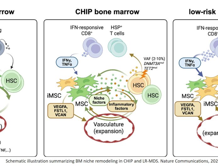 Inflammation rewires bone marrow microenvironment long before leukaemias develop
